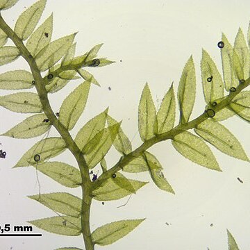 Oxyrrhynchium schleicheri unspecified picture