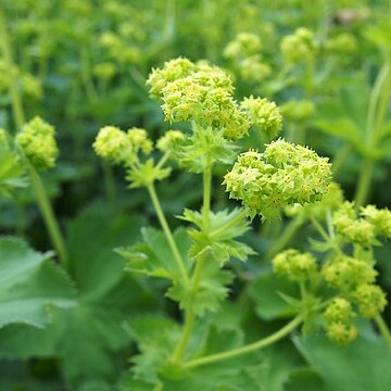 Alchemilla plicata unspecified picture