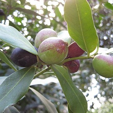 Acokanthera oblongifolia unspecified picture