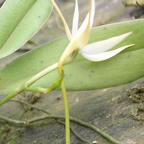 Angraecum sanfordii unspecified picture