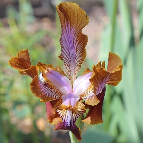 Iris stolonifera unspecified picture