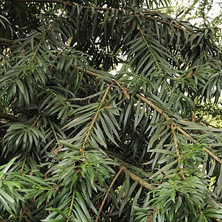 Podocarpus oleifolius unspecified picture