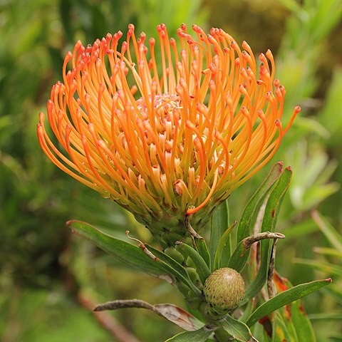 Leucospermum catherinae unspecified picture