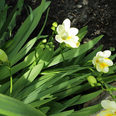 Freesia fergusoniae unspecified picture