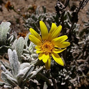 Senecio brunonianus unspecified picture