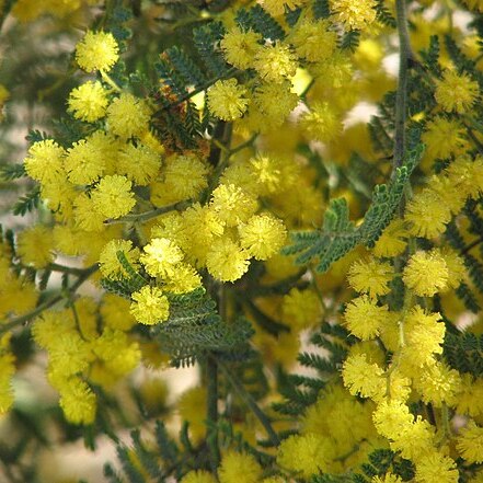 Acacia cardiophylla unspecified picture