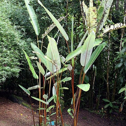 Heliconia curtispatha unspecified picture