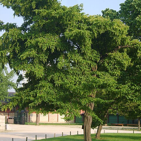 Carpinus laxiflora unspecified picture