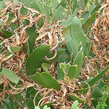 Acacia sophorae unspecified picture