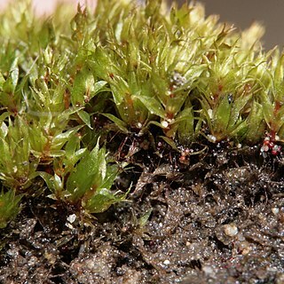 Bryum rubens unspecified picture