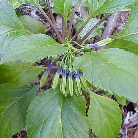 Lobelia physaloides unspecified picture