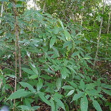 Croton zeylanicus unspecified picture