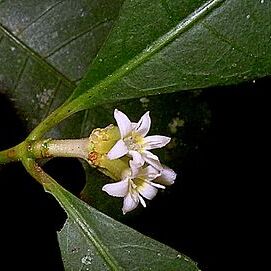 Rudgea involucrata unspecified picture