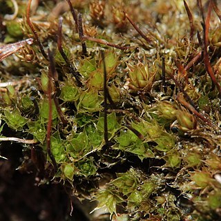 Bryum pallescens unspecified picture