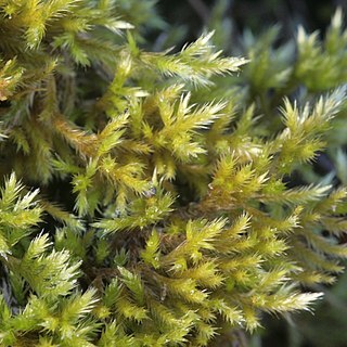 Homalothecium lutescens unspecified picture