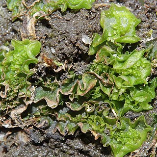 Moerckia blyttii unspecified picture