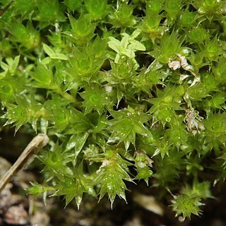 Bryum dichotomum unspecified picture