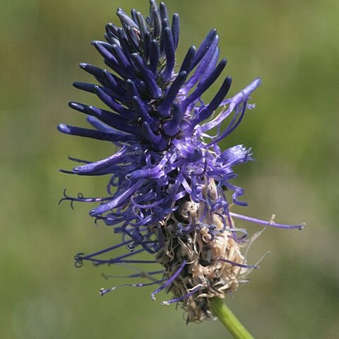 Phyteuma persicifolium unspecified picture