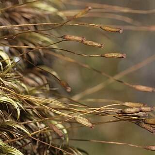 Paraleucobryum sauteri unspecified picture