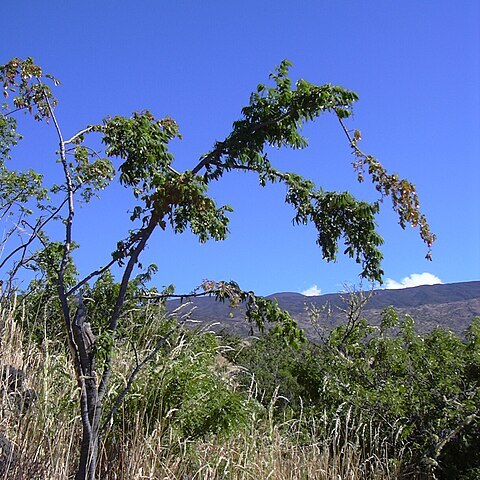 Euphorbia olowaluana unspecified picture