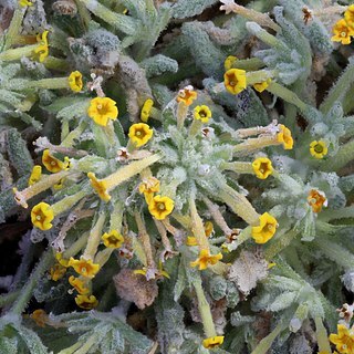 Dionysia bornmuelleri unspecified picture