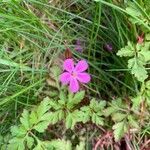 Geranium purpureum flower picture by Laurence Humblet (cc-by-sa)