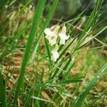 Lathyrus pannonicus flower picture by Hajnalka Aschenbrenner-Csákvári (cc-by-sa)