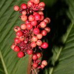 Ardisia wedelii fruit picture by Nelson Zamora Villalobos (cc-by-nc)