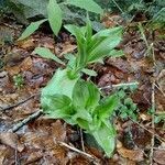 Epipactis helleborine leaf picture by laura laura (cc-by-sa)