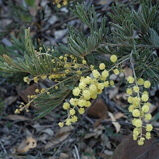 Acacia fulva unspecified picture