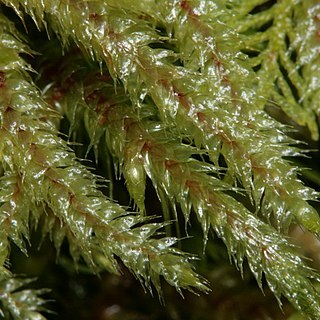 Loeskeobryum brevirostre unspecified picture