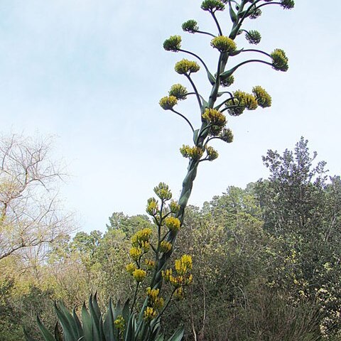 Agave atrovirens unspecified picture