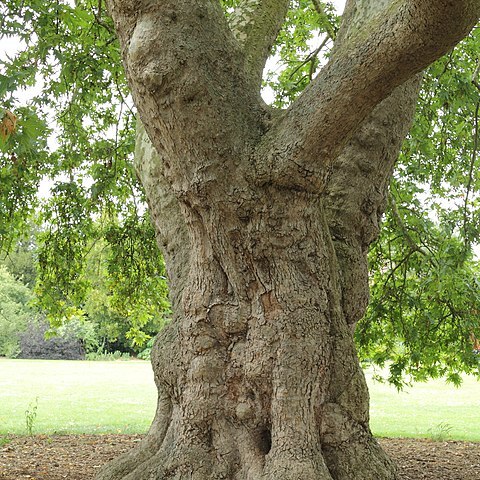 Platanus unspecified picture