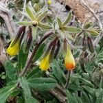 Onosma graeca flower picture by Angelos (cc-by-sa)