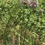 Allium ampeloprasum habit picture by María Meyer (cc-by-sa)