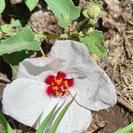 Pavonia cymbalaria flower picture by Trap Hers (cc-by-sa)