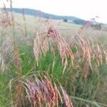 Bromus inermis fruit picture by Blubber Bernd (cc-by-sa)