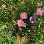 Erigeron glaucus habit picture by Patrice Nodet (cc-by-sa)