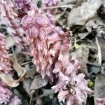 Lathraea squamaria flower picture by Anton Gavrilov (cc-by-sa)