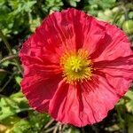 Papaver croceum flower picture by Marc Horisberger (cc-by-sa)