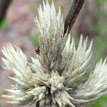 Tillandsia bryoides leaf picture by Trap Hers (cc-by-sa)