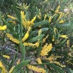 Acacia spirorbis flower picture by laurent verriez (cc-by-sa)