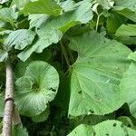 Petasites japonicus habit picture by martine verger (cc-by-sa)