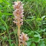 Orobanche alsatica flower picture by tina thurgau (cc-by-sa)