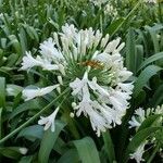 Agapanthus africanus flower picture by Jorge Sanchez (cc-by-sa)