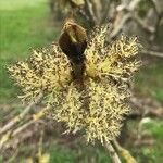 Fraxinus excelsior flower picture by Heinz Gass (cc-by-sa)