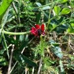 Adonis annua habit picture by dewara (cc-by-sa)