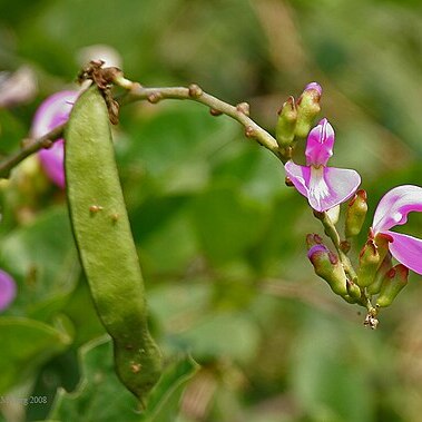 Canavalia lineata unspecified picture