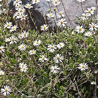 Celmisia glandulosa unspecified picture