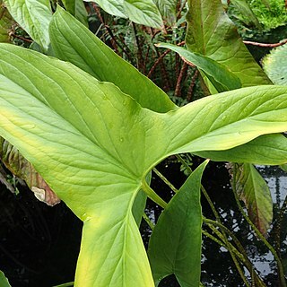 Cyrtosperma cuspidispathum unspecified picture